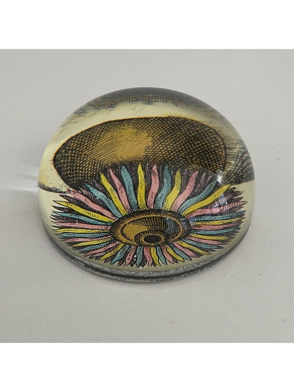 JOHN DERIAN Glass Dome Paperweight Decoupage Sea Anemone Decor Handmade - Picture 5 of 16